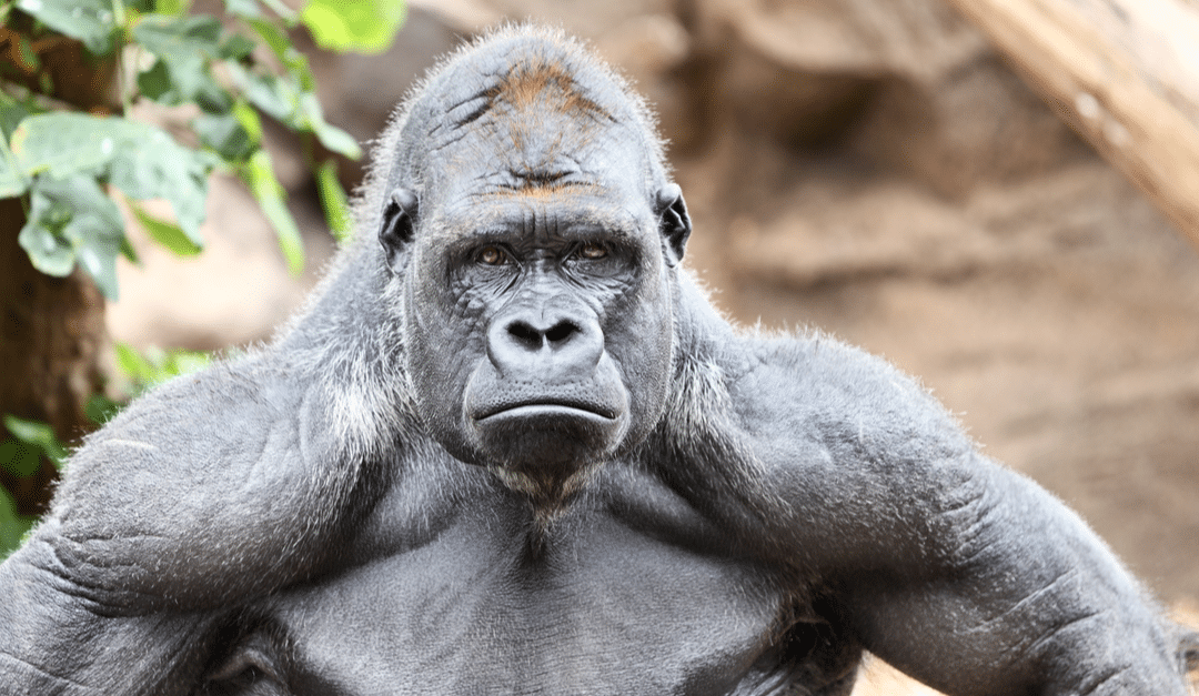 If silverback gorillas can manage their emotions, so can we