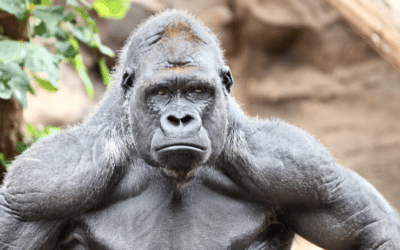 If silverback gorillas can manage their emotions, so can we