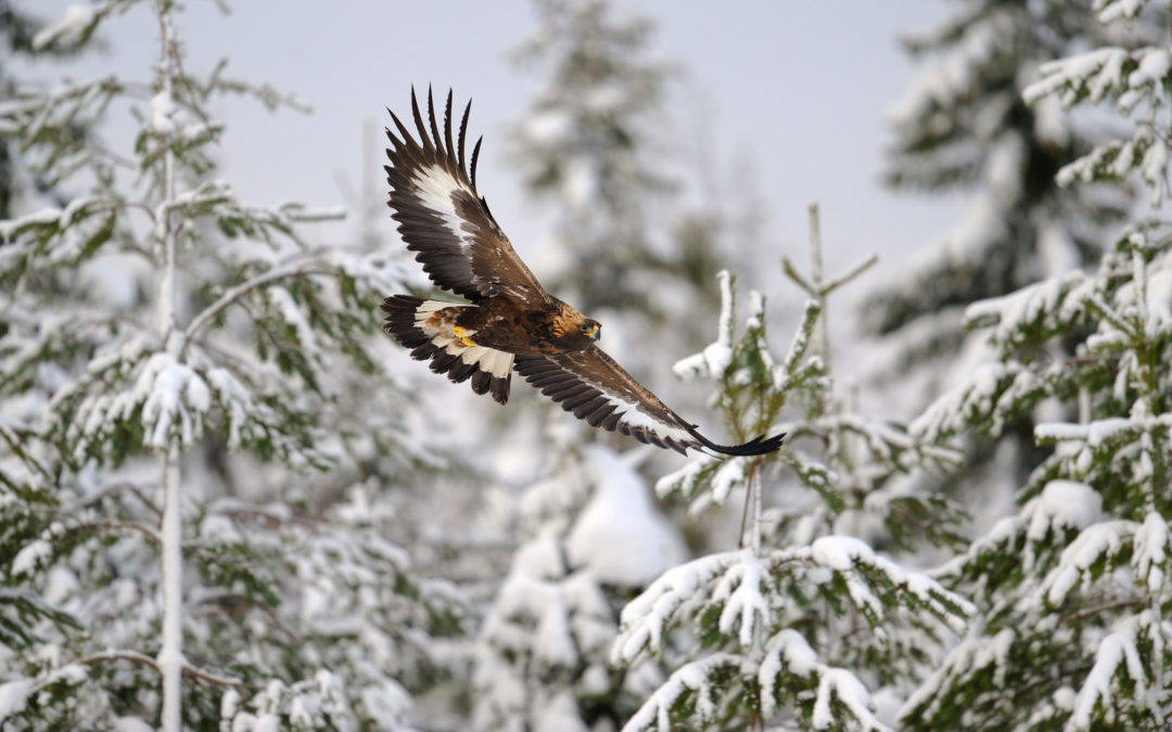 Are you soaring with eagles or scratching with turkeys?